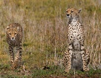 Zwei Geparde in der Savanne kenia tanzania afrika Chiang Mai serengeti Maasai Mara lizenzfreies stockfoto Zwei Geparde in der Savanne kenia tanzania afrika Chiang Mai serengeti Maasai Mara lizenzfreies stockfoto