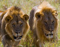 Zwei große männliche Löwen auf der Jagd Chiang Mai kenia tanzania Masai Mara serengeti lizenzfreies stockbild Zwei große männliche Löwen auf der Jagd Chiang Mai kenia tanzania Masai Mara serengeti lizenzfreies stockbild