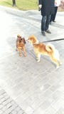 Zwei Hunde trafen sich auf der Stra?e und schn?ffelten sich, der Hintergrund ist eine graue Pflasterungsfliese Hunderassen Pug un lizenzfreies stockfoto Zwei Hunde trafen sich auf der Stra?e und schn?ffelten sich, der Hintergrund ist eine graue Pflasterungsfliese Hunderassen Pug un lizenzfreies stockfoto