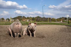 Zwei junge Schweine nebeneinander, eins gesehen von der Rückseite und das andere Sitzen, aus den Sandgrund lizenzfreie stockfotos Zwei junge Schweine nebeneinander, eins gesehen von der Rückseite und das andere Sitzen, aus den Sandgrund lizenzfreie stockfotos