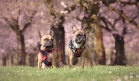 Zwei Kitz Hunde französischer Bulldogge mit Blumengeschirren vor schönen rosa Kirschblütenbäumen im Frühjahr stockfotos Zwei Kitz Hunde französischer Bulldogge mit Blumengeschirren vor schönen rosa Kirschblütenbäumen im Frühjahr stockfotos