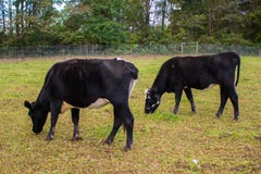 Zwei Kühe auf einem Gebiet stockfotografie Zwei Kühe auf einem Gebiet stockfotografie