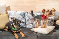 Zwei Lustige Nette Hundeex Verlassene Obdachlose Die Von Den Guten Leuten Angenommen Werden Und Spass Auf Den Kissen Im Geschaft Stockbild Bild Von Angenommen Nette
