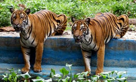 Zwei malaiische Tiger am Zoo Malaysia lizenzfreies stockbild Zwei malaiische Tiger am Zoo Malaysia lizenzfreies stockbild