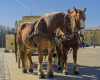 Zwei Pferde in einem Team mit einem Wagen auf dem Palastquadrat von St Petersburg lizenzfreie stockbilder Zwei Pferde in einem Team mit einem Wagen auf dem Palastquadrat von St Petersburg lizenzfreie stockbilder