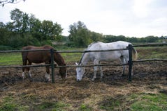 Zwei Pferde, zwei Farben stockbilder Zwei Pferde, zwei Farben stockbilder