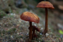 Zwei Pilze wachsen im wilden Wald lizenzfreie stockfotografie Zwei Pilze wachsen im wilden Wald lizenzfreie stockfotografie