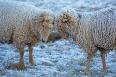 Zwei Schafe im Schnee mit Eis in ihrem Pelz stockfoto Zwei Schafe im Schnee mit Eis in ihrem Pelz stockfoto