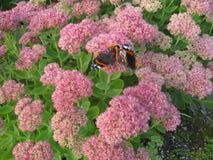 Zwei Schmetterlinge spielen in den rosa Blumen lizenzfreie stockbilder Zwei Schmetterlinge spielen in den rosa Blumen lizenzfreie stockbilder