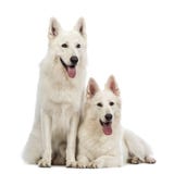 Zwei Schweizer Schäferhunde, 5 Jahre alt, Keuchen, Lügen und Sitzen lizenzfreie stockfotos Zwei Schweizer Schäferhunde, 5 Jahre alt, Keuchen, Lügen und Sitzen lizenzfreie stockfotos