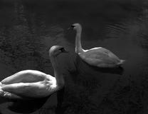 Zwei Schwäne auf dem Teich nachts lizenzfreie stockfotografie Zwei Schwäne auf dem Teich nachts lizenzfreie stockfotografie