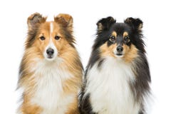 Zwei Sheltie Hunde stockbilder Zwei Sheltie Hunde stockbilder