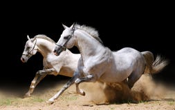 Zwei Stallions im Staub Zwei Stallions im Staub