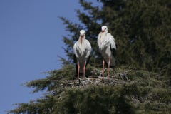 Zwei Störche, die ein Nest errichten stockfotografie Zwei Störche, die ein Nest errichten stockfotografie
