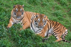 Zwei Tiger lizenzfreie stockbilder Zwei Tiger lizenzfreie stockbilder