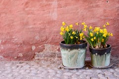 Zwei Töpfe Narzissen stockfotos Zwei Töpfe Narzissen stockfotos