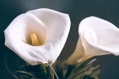 Zwei weiße Callas lizenzfreie stockfotos Zwei weiße Callas lizenzfreie stockfotos