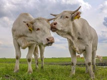 Zwei weiße Kühe mit Hörnern, rosa Nase, in einer Wiese in den Niederlanden riechend und sich streicheln lizenzfreies stockbild Zwei weiße Kühe mit Hörnern, rosa Nase, in einer Wiese in den Niederlanden riechend und sich streicheln lizenzfreies stockbild