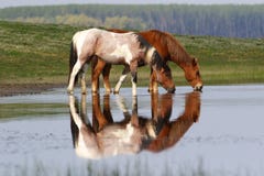 Zwei wilde schöne Pferde auf dem Teich Stockfotos Zwei wilde schöne Pferde auf dem Teich Stockfotos
