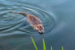 Zwemmend muskrat in een vijver dichtbij Hillsboro, Oregon royalty-vrije stock afbeeldingen Zwemmend muskrat in een vijver dichtbij Hillsboro, Oregon royalty-vrije stock afbeeldingen