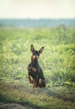 Zwergpinscher Sits On The Lawn Royalty Free Stock Photos