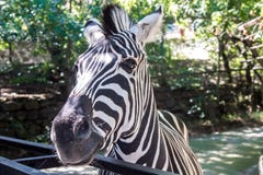 Zèbre dans le zoo, plan rapproché, rayures noires et blanches photographie stock libre de droits Zèbre dans le zoo, plan rapproché, rayures noires et blanches photographie stock libre de droits
