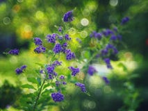 Złoty Dewdrop, Crepping nieba kwiat, Gołębia jagoda Tajlandzkimi ludźmi dzwoniącymi świeczek krople Ja jest purpurowym kwiatem Fotografia Stock Złoty Dewdrop, Crepping nieba kwiat, Gołębia jagoda Tajlandzkimi ludźmi dzwoniącymi świeczek krople Ja jest purpurowym kwiatem Fotografia Stock