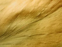 złoty liść martwa sucha stara konsystencja złoty liść martwa sucha stara konsystencja