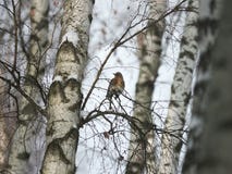 ¡Bosque del invierno! ¡Pájaros que picotean bayas! fotografía de archivo libre de regalías ¡Bosque del invierno! ¡Pájaros que picotean bayas! fotografía de archivo libre de regalías