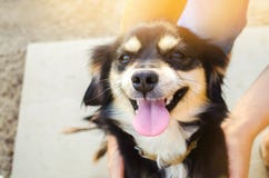 ¡Tiempo libre feliz con el perro querido! el individuo está jugando con un animal doméstico en el jardín/el parque en un día sole imagen de archivo libre de regalías ¡Tiempo libre feliz con el perro querido! el individuo está jugando con un animal doméstico en el jardín/el parque en un día sole imagen de archivo libre de regalías