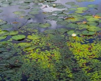 Água Lily Pad e Duck Weed Garden fotografia de stock Água Lily Pad e Duck Weed Garden fotografia de stock