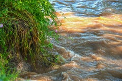 Água suja de roda no rio inundado que vende por menos o banco com as flores e a grama que caem na água foto de stock Água suja de roda no rio inundado que vende por menos o banco com as flores e a grama que caem na água foto de stock