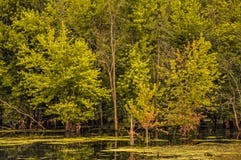 Águas traseiras deléveis do Mississippi, perto de Hawk Park preto Fotografia de Stock Águas traseiras deléveis do Mississippi, perto de Hawk Park preto Fotografia de Stock