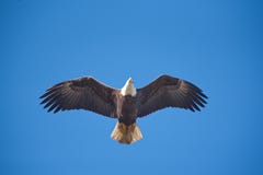Águila calva directamente por encima imagenes de archivo Águila calva directamente por encima imagenes de archivo