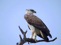 Águila marcial (bellicosus de Polemaetus) fotografía de archivo libre de regalías Águila marcial (bellicosus de Polemaetus) fotografía de archivo libre de regalías