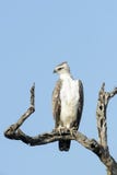 Águila marcial encaramada en un árbol fotografía de archivo Águila marcial encaramada en un árbol fotografía de archivo
