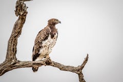 Águila marcial que se sienta en una rama fotos de archivo Águila marcial que se sienta en una rama fotos de archivo
