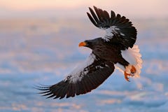 Águila rara que vuela Águila de mar del ` s de Steller, pelagicus del Haliaeetus, pájaro de vuelo de la presa, con el cielo azul Imágenes de archivo libres de regalías Águila rara que vuela Águila de mar del ` s de Steller, pelagicus del Haliaeetus, pájaro de vuelo de la presa, con el cielo azul Imágenes de archivo libres de regalías
