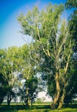 Álamo em um prado no verão em um dia ensolarado fotos de stock Álamo em um prado no verão em um dia ensolarado fotos de stock