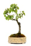 Árbol aislado en el fondo blanco, abedul Imagen de archivo libre de regalías Árbol aislado en el fondo blanco, abedul Imagen de archivo libre de regalías