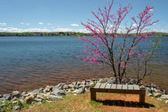 Árbol, banco y lago de Redbud foto de archivo Árbol, banco y lago de Redbud foto de archivo
