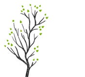Árbol blanco y negro del álamo temblón o de abedul en la primavera con las hojas verdes, vector libre illustration Árbol blanco y negro del álamo temblón o de abedul en la primavera con las hojas verdes, vector libre illustration