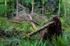 Árbol caido en un bosque verde enorme desarraigado con el musgo imagen de archivo libre de regalías Árbol caido en un bosque verde enorme desarraigado con el musgo imagen de archivo libre de regalías