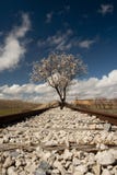 Árbol de almendra en la flor que ocupa algunas pistas de ferrocarril viejas foto de archivo Árbol de almendra en la flor que ocupa algunas pistas de ferrocarril viejas foto de archivo