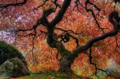 Árbol de arce japonés