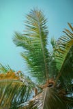 Árbol de coco en el verano imagen de archivo Árbol de coco en el verano imagen de archivo