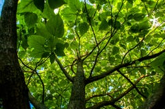 Árbol de Ginko con las hojas grandes fotografía de archivo libre de regalías Árbol de Ginko con las hojas grandes fotografía de archivo libre de regalías