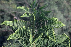 Árbol de Heterophylla de la araucaria del pino de Norfolk del pino de la estrella imagenes de archivo Árbol de Heterophylla de la araucaria del pino de Norfolk del pino de la estrella imagenes de archivo