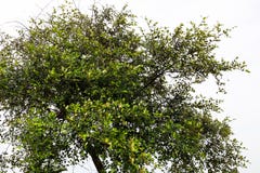 Árbol de la azufaifa con el fondo blanco fotografía de archivo libre de regalías Árbol de la azufaifa con el fondo blanco fotografía de archivo libre de regalías