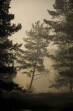 Árbol de la silueta por una mañana de niebla foto de archivo libre de regalías Árbol de la silueta por una mañana de niebla foto de archivo libre de regalías